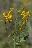 Genista tinctoria