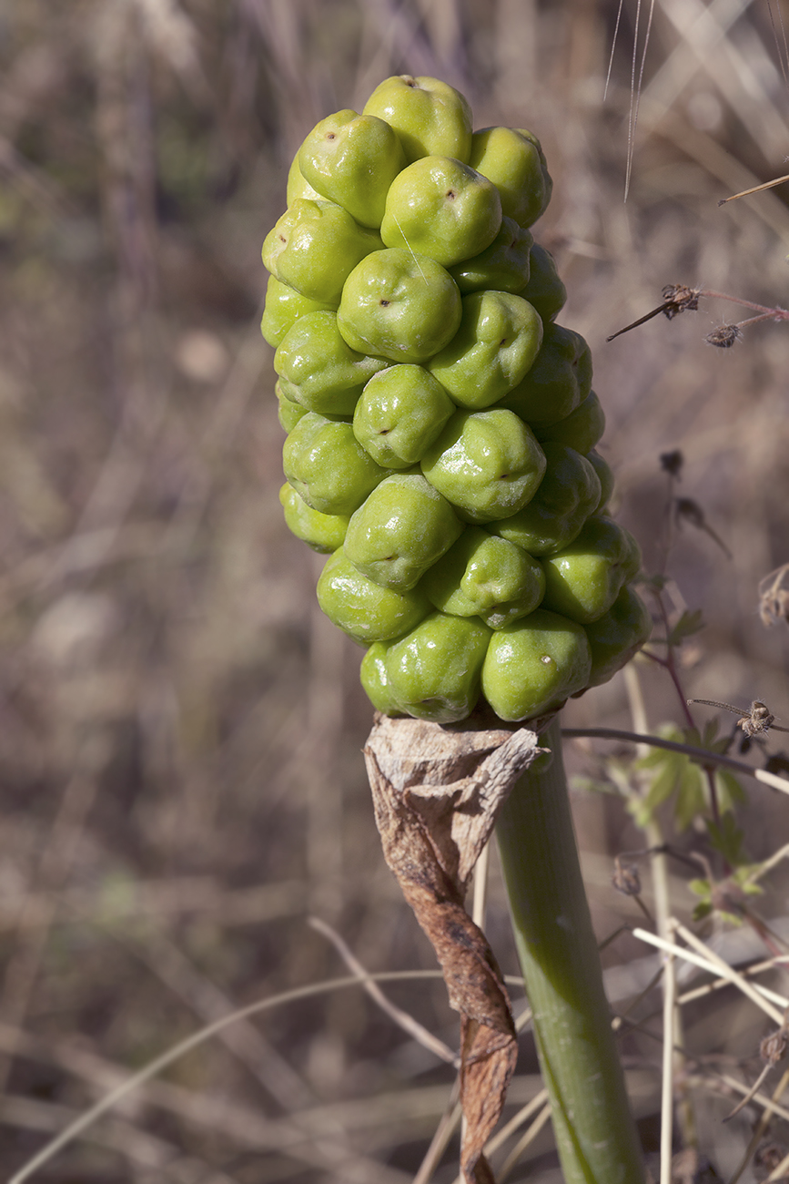 Изображение особи Arum korolkowii.