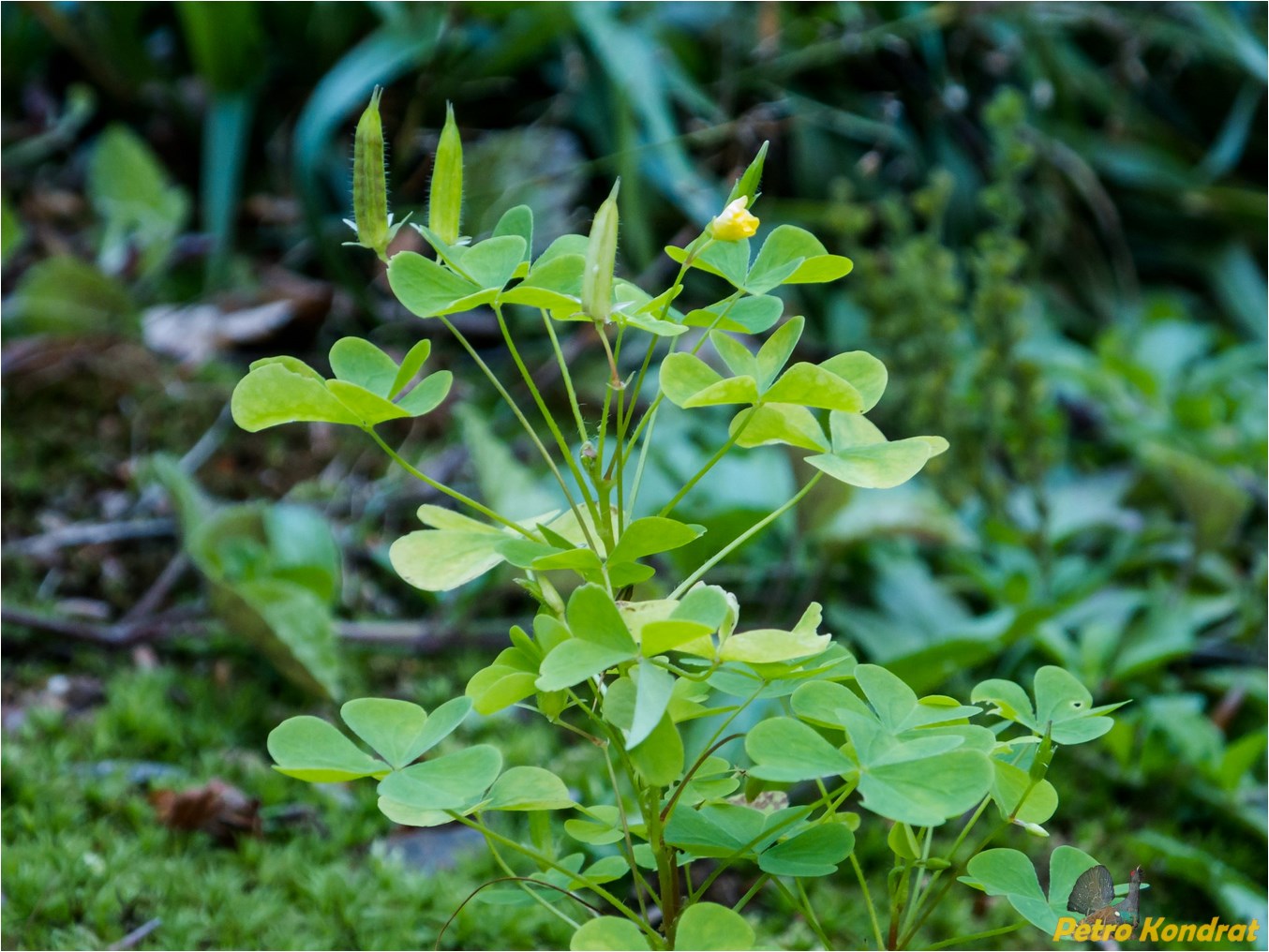 Изображение особи Oxalis stricta.