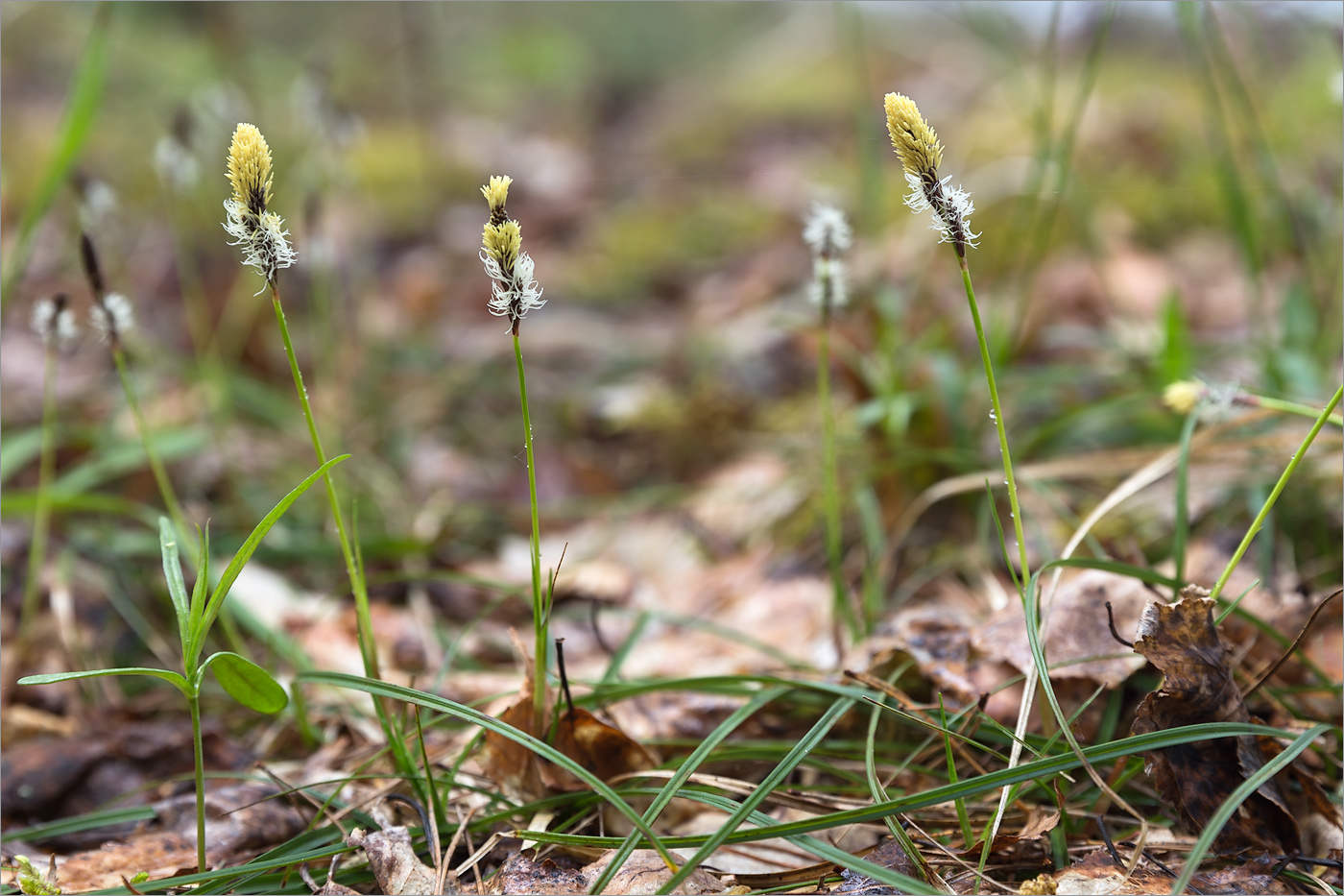 Изображение особи Carex ericetorum.