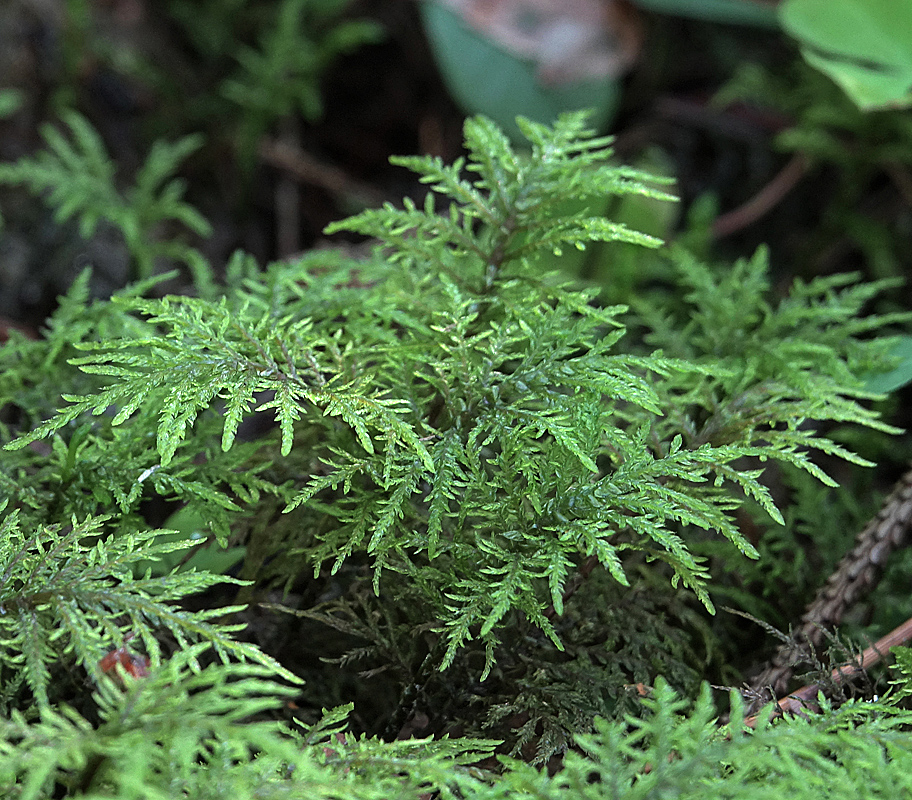 Image of Hylocomium splendens specimen.