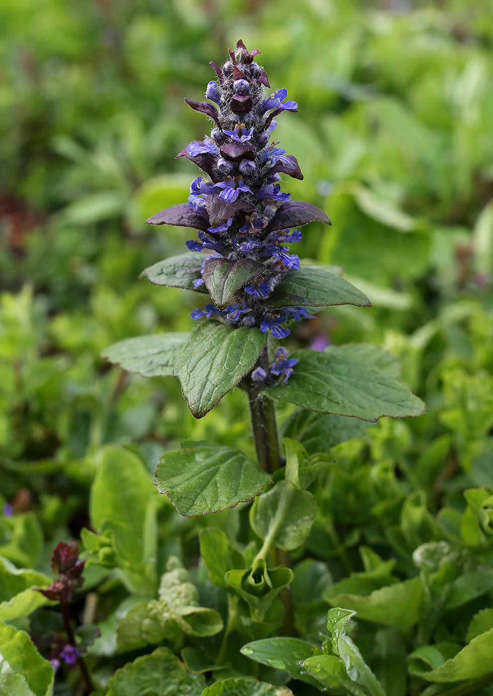 Image of Ajuga reptans specimen.