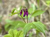 Lathyrus vernus