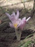 Colchicum umbrosum