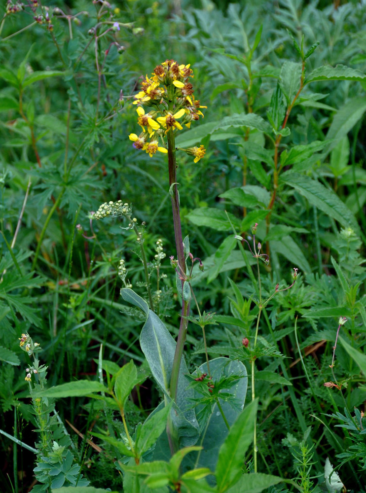 Изображение особи Ligularia altaica.