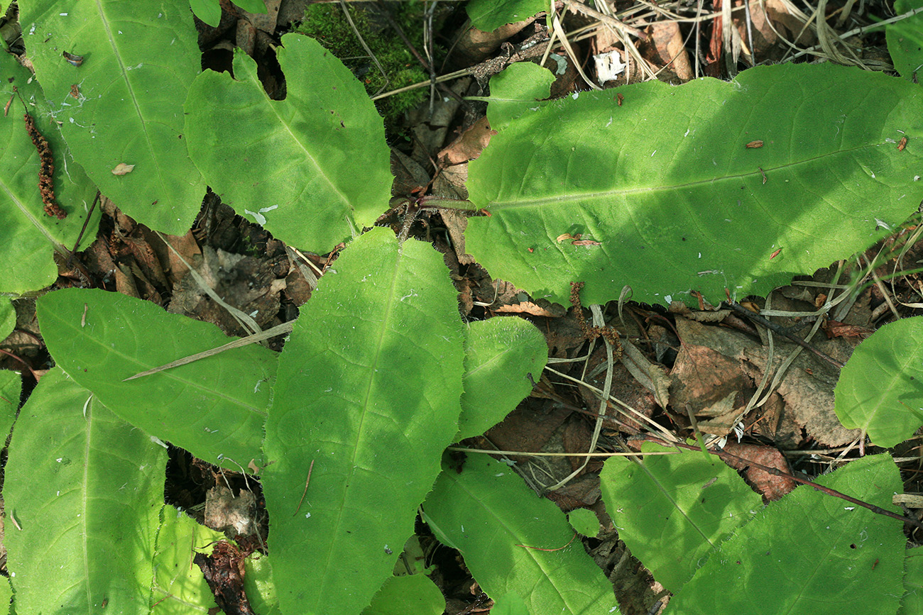 Image of genus Saussurea specimen.