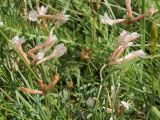 Astragalus stenoceras