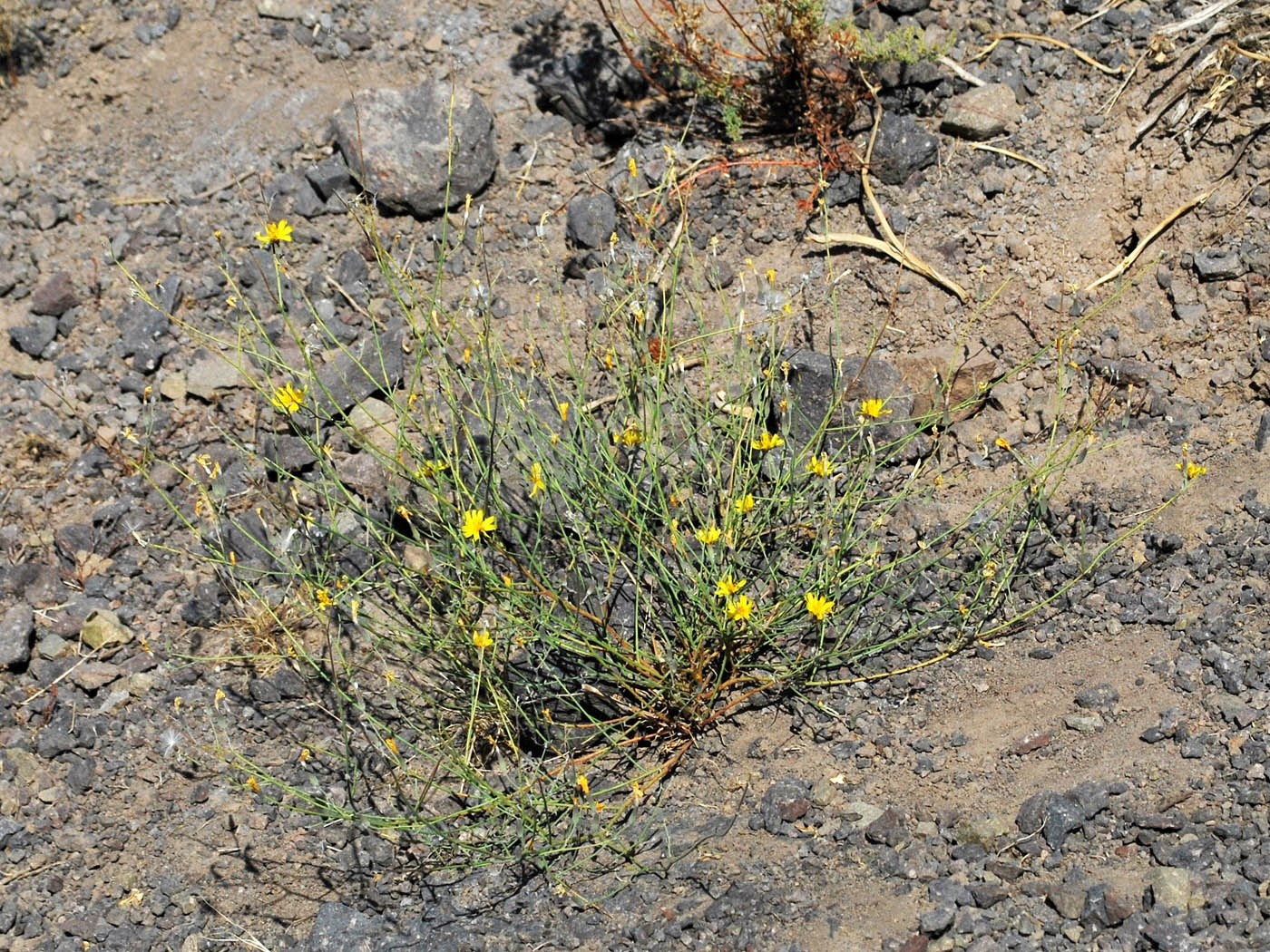 Изображение особи Chondrilla lejosperma.