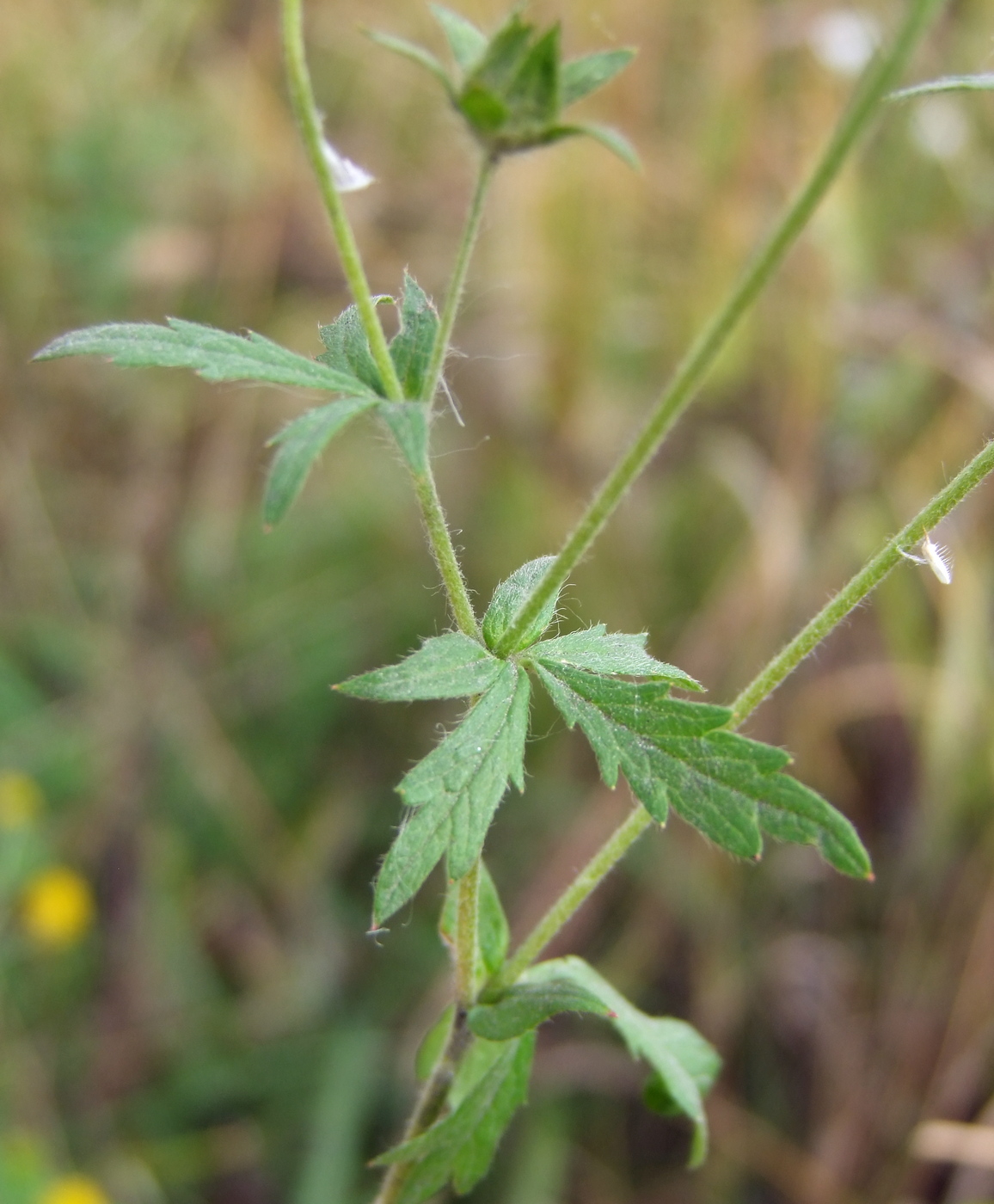 Image of Potentilla intermedia specimen.