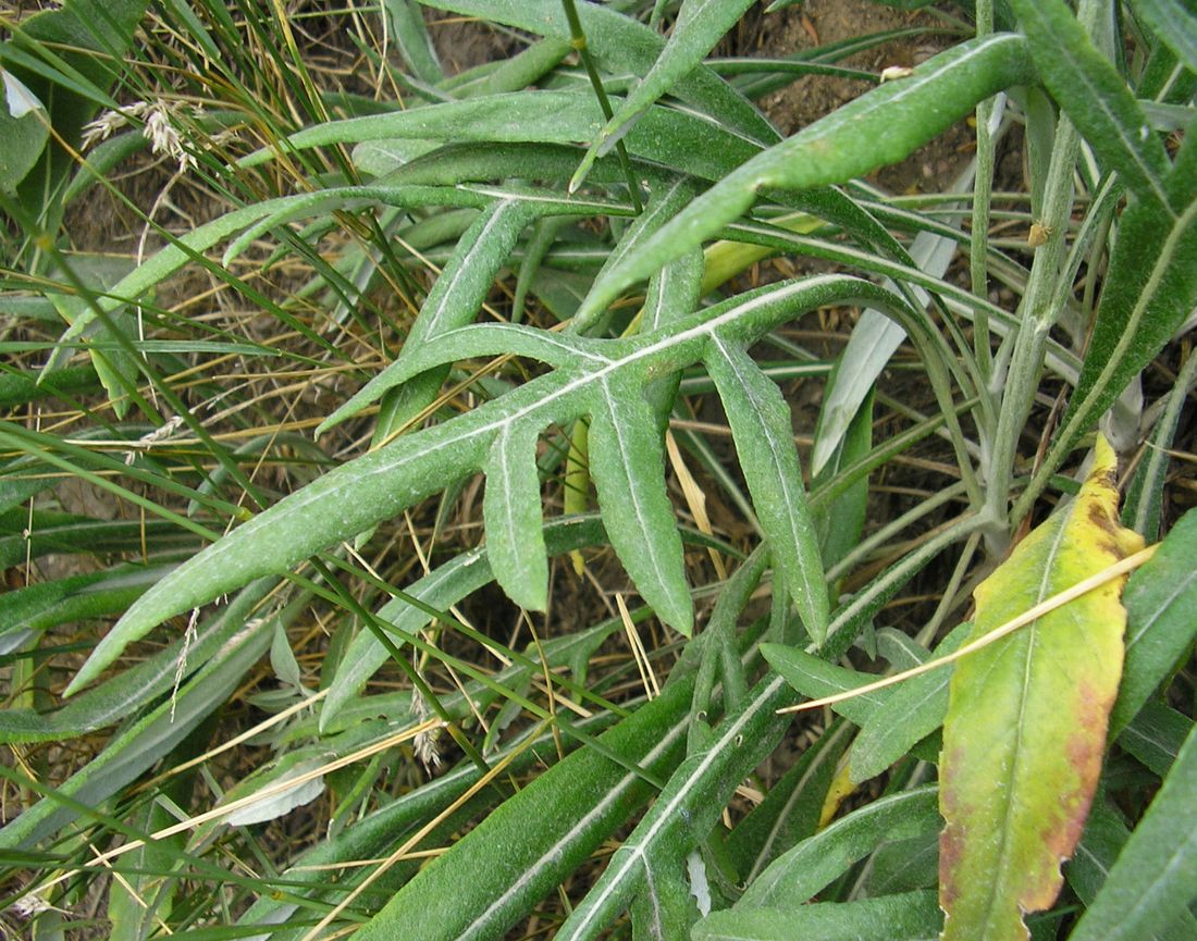 Image of Jurinea pseudocyanoides specimen.
