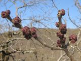 Fraxinus excelsior