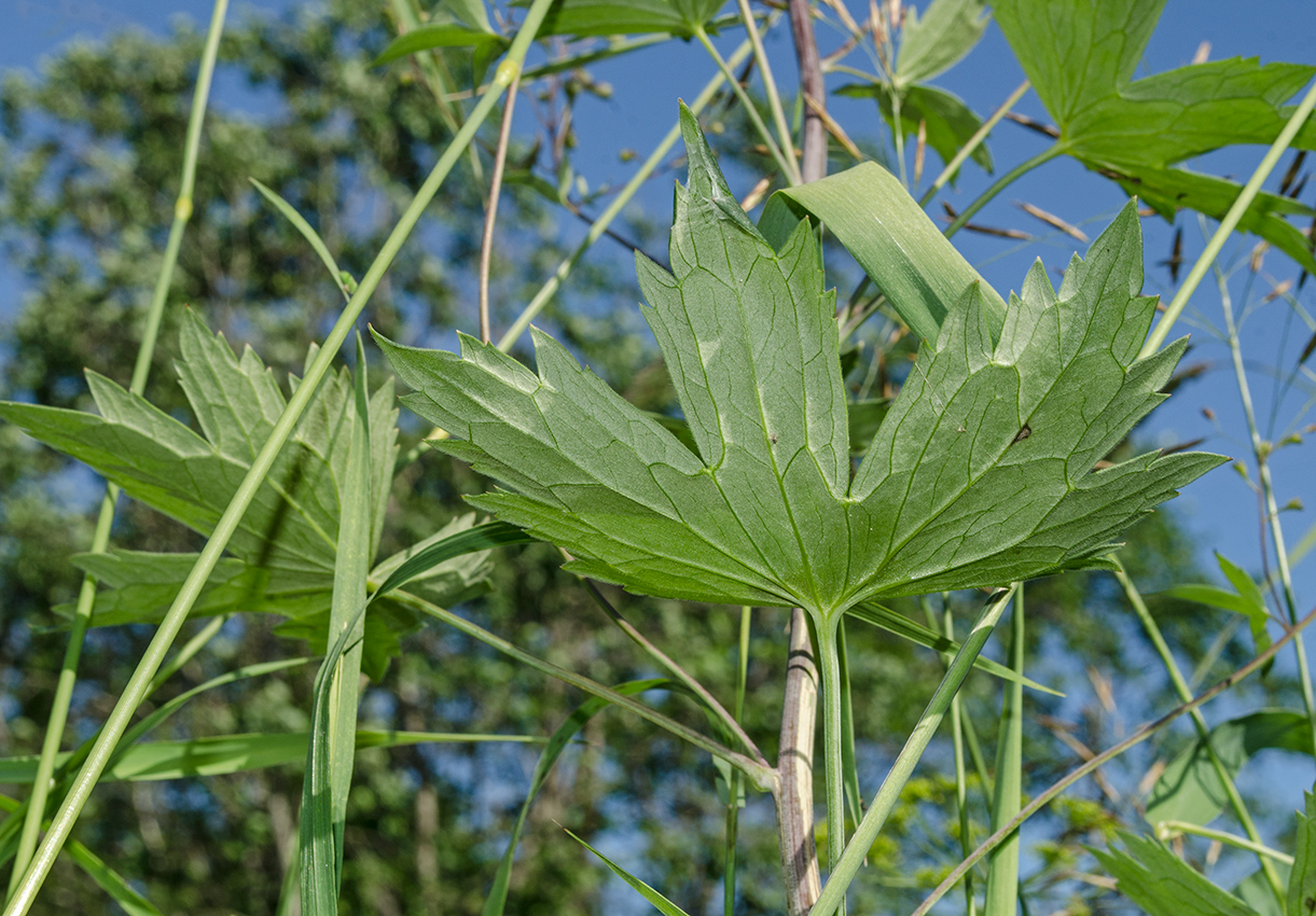 Image of Delphinium elatum specimen.