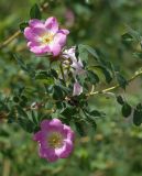 Rosa acicularis