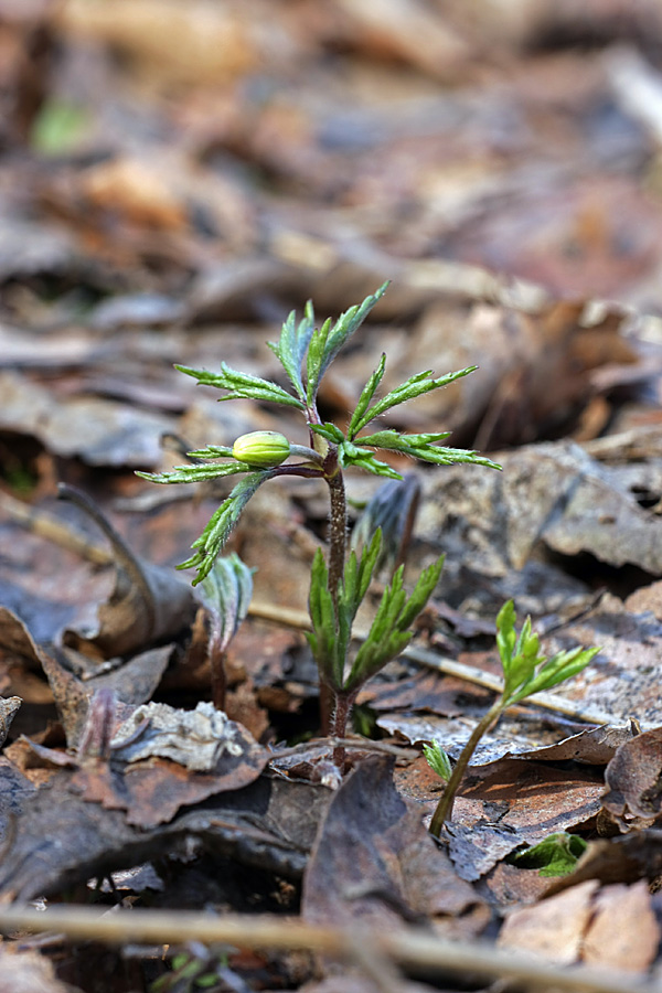 Image of Anemone nemorosa specimen.