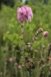 Erica tetralix. Верхушка побега с соцветием. Нидерланды, провинция Drenthe, окр. г. Roden, вересковая пустошь. 11 июня 2008 г.