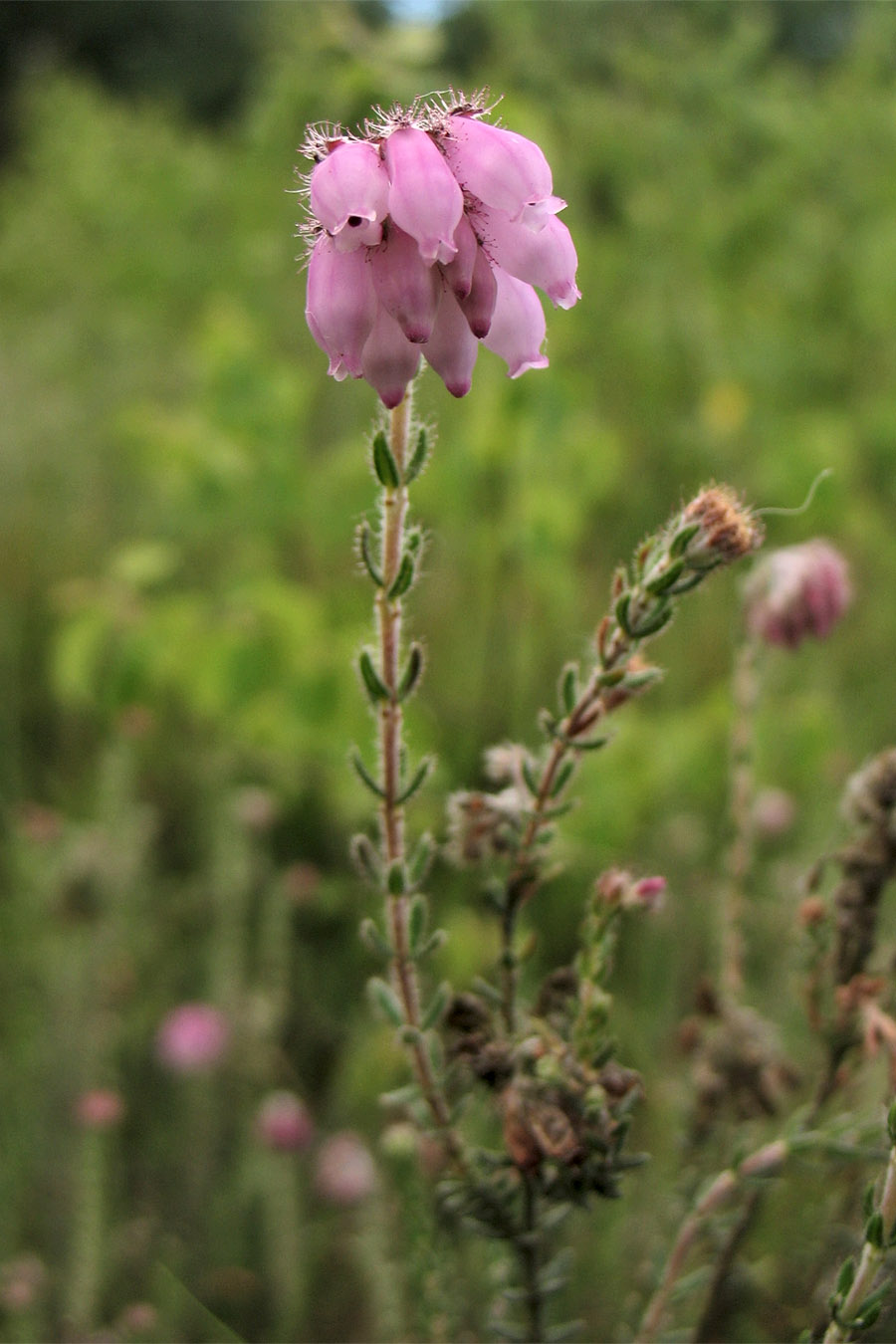 Image of Erica tetralix specimen.