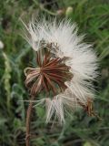 Leontodon biscutellifolius. Соплодие. Крым, нижнее плато Чатырдага. 4 июля 2010 г.