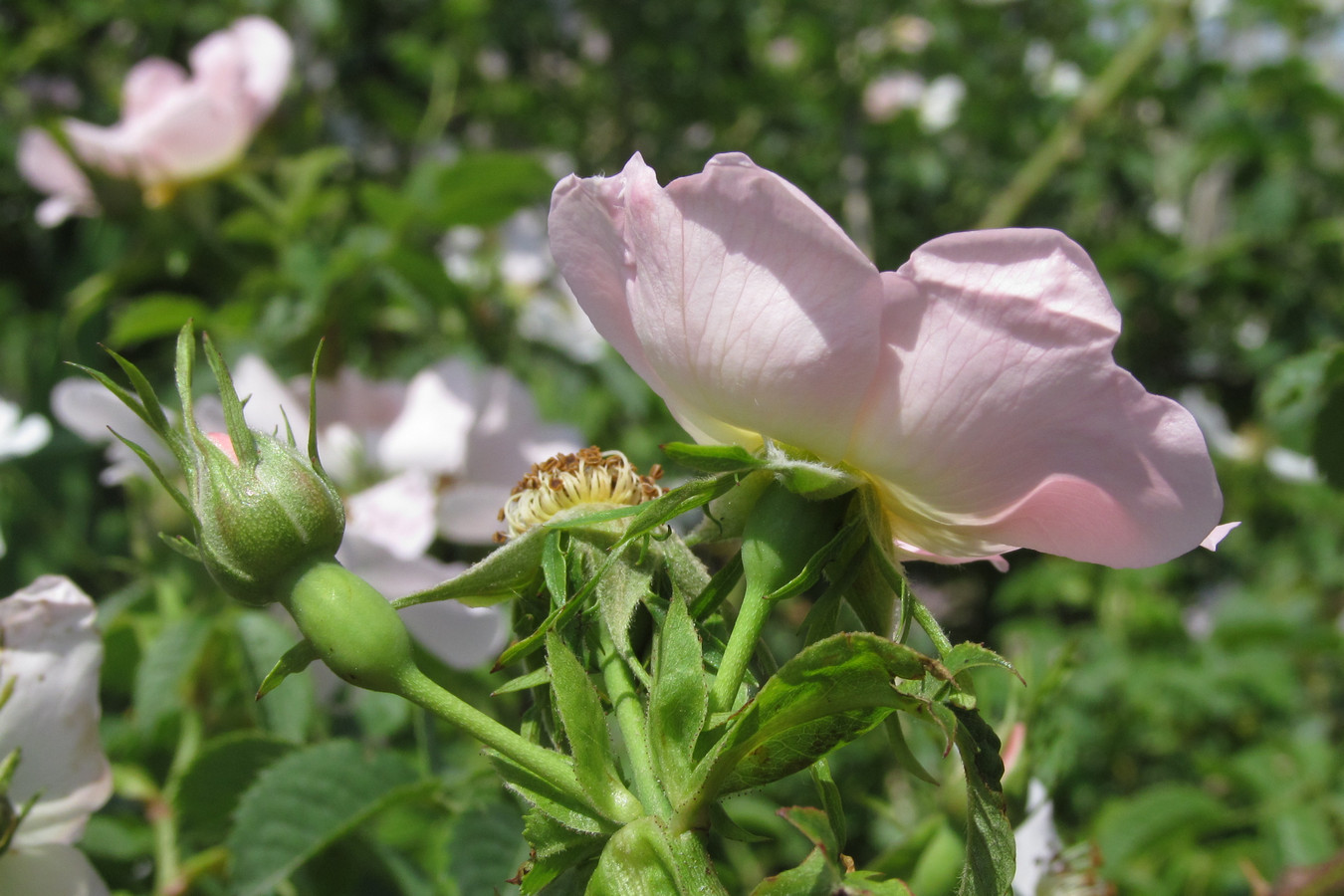 Image of Rosa canina specimen.