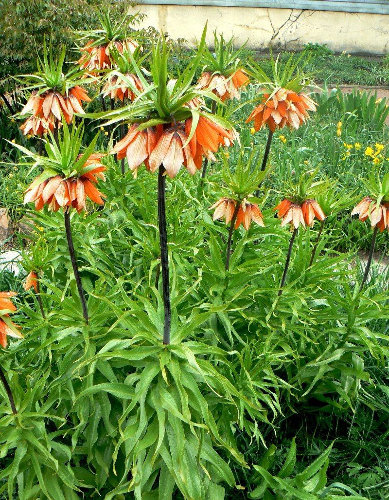 Изображение особи Fritillaria imperialis.