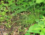 Carex remotiuscula