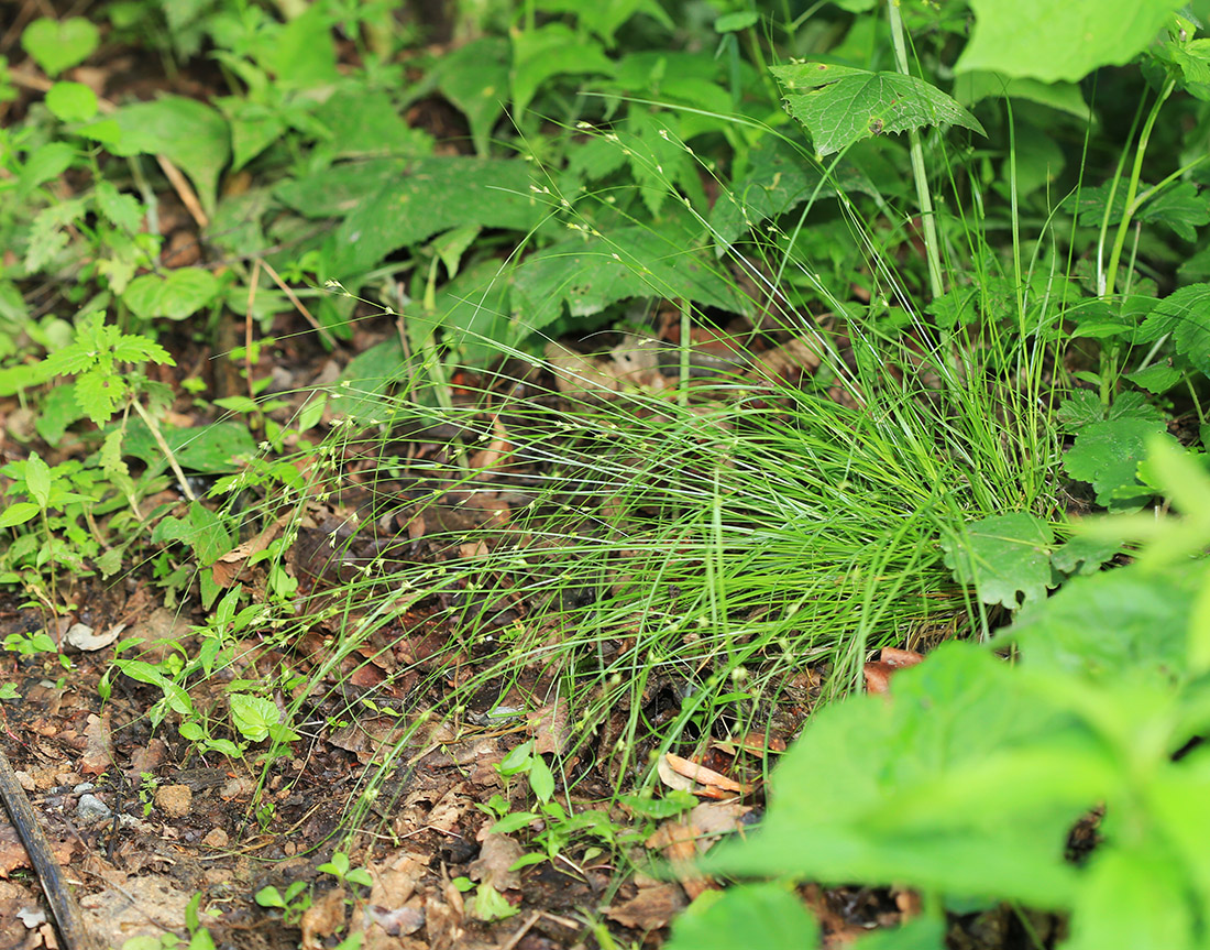 Изображение особи Carex remotiuscula.