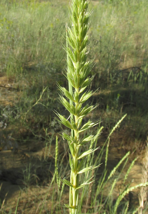 Image of Leymus racemosus specimen.