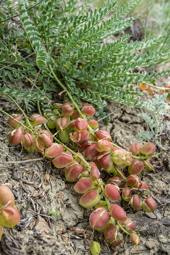 Изображение особи Astragalus suprapilosus.