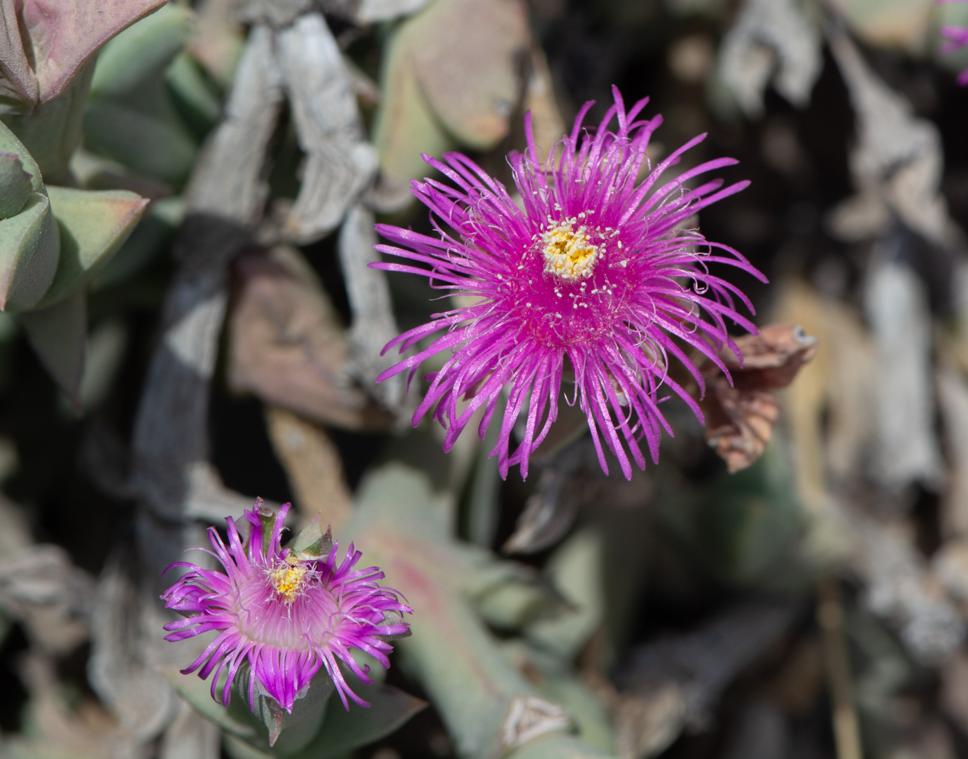 Image of Ruschia perfoliata specimen.