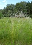 Stipa pennata