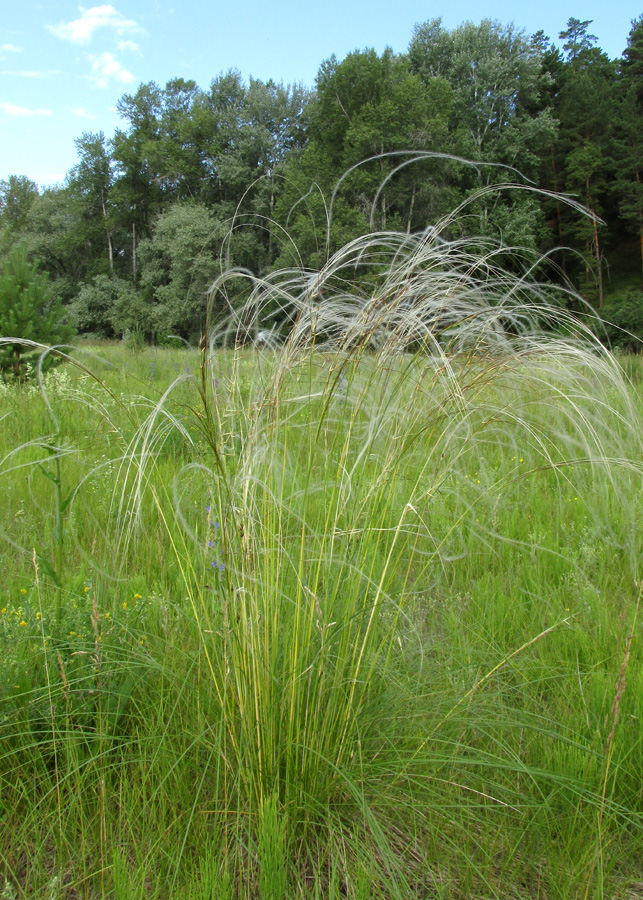Image of Stipa pennata specimen.