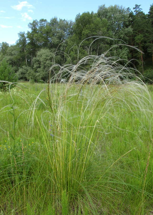 Изображение особи Stipa pennata.