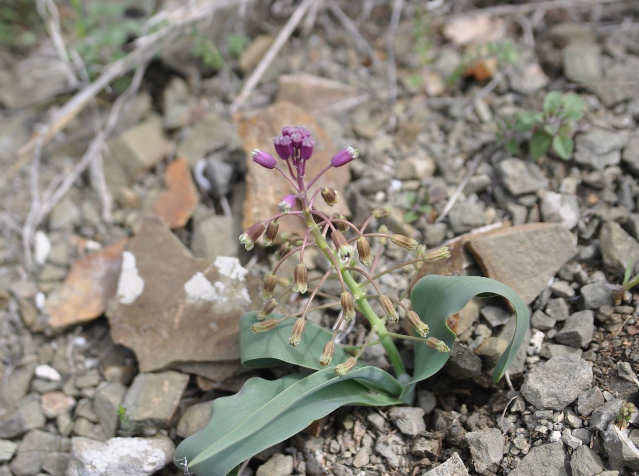 Image of genus Bellevalia specimen.