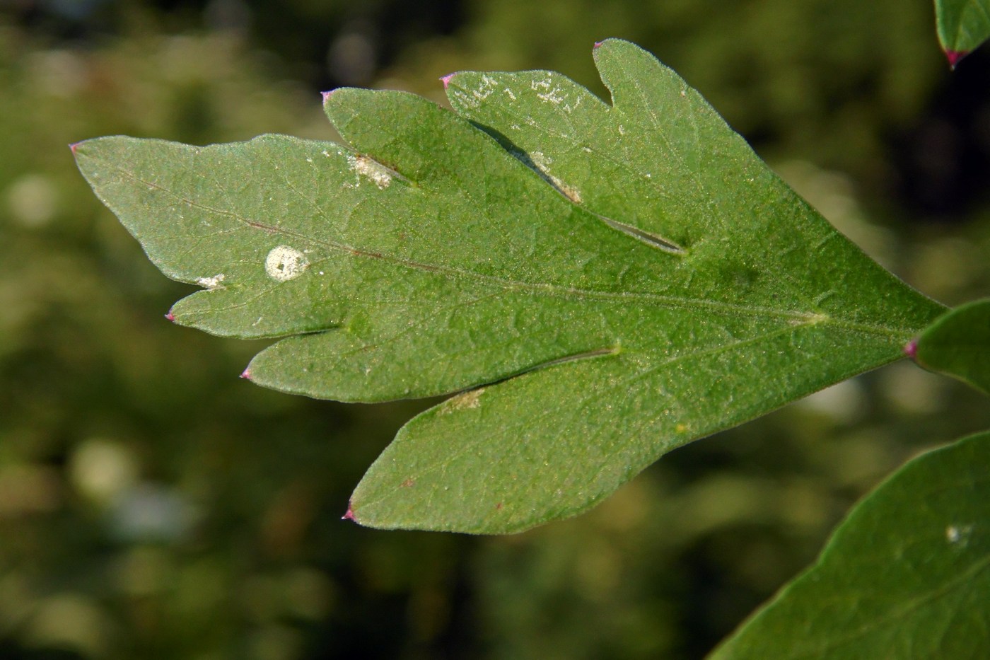 Image of Cervaria caucasica specimen.