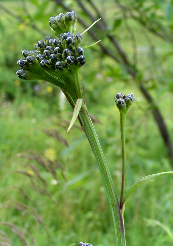 Изображение особи Saussurea parviflora.