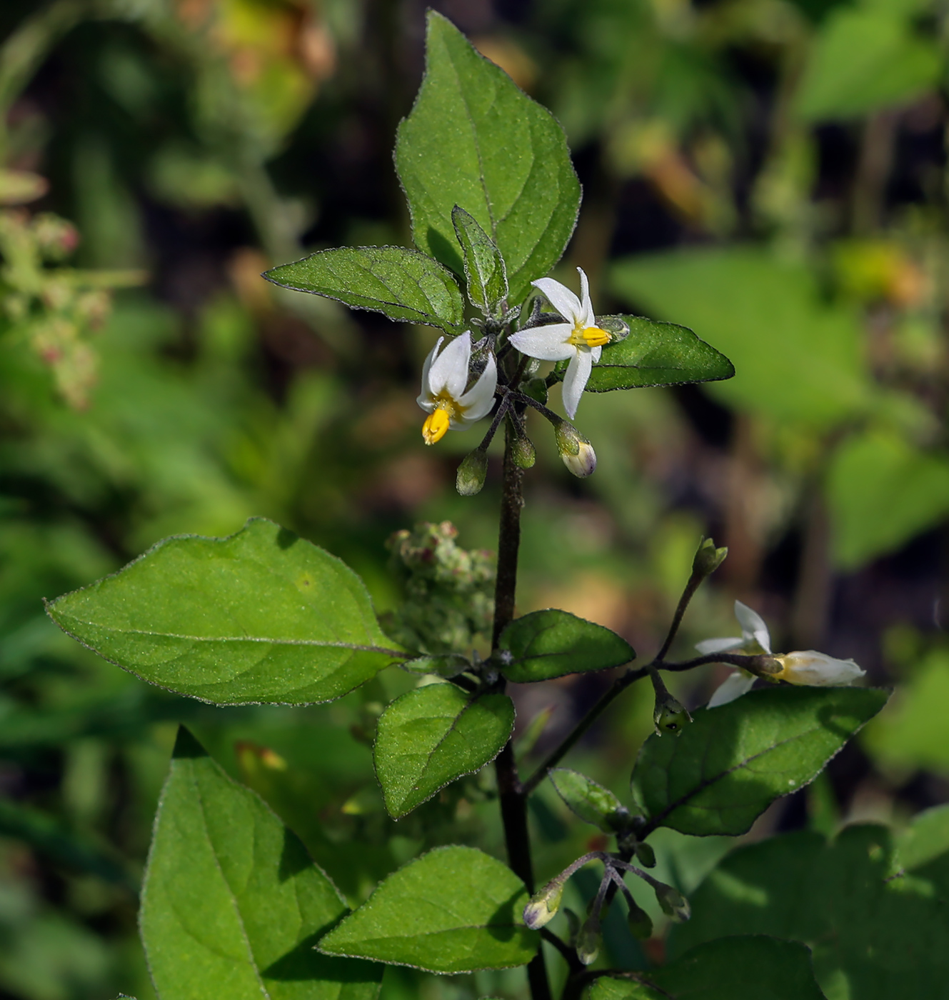 Image of Solanum nigrum specimen.