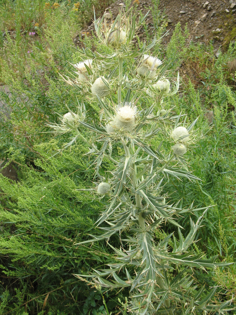 Изображение особи Cirsium turkestanicum.