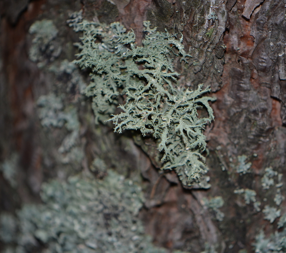 Image of Evernia mesomorpha specimen.