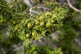 Juniperus phoenicea