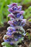 Ajuga orientalis. Цветущее растение. Краснодарский край, Мостовский р-н, окр. пос. Кировский, южный склон хребта Агиге в 1 км западнее горы Агиге (2311 м), 2135 м н.у.м., субальпийский луг. 22.05.2019.