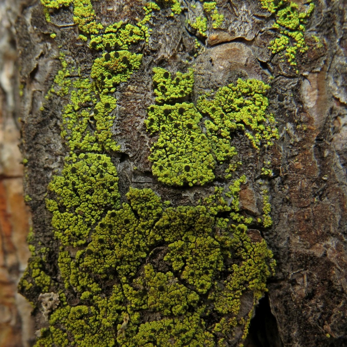 Image of Cyphelium lucidum specimen.