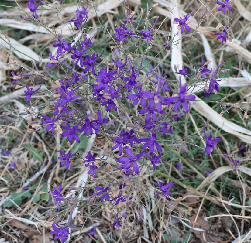 Image of Delphinium divaricatum specimen.