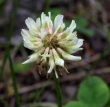 Trifolium hybridum. Соцветие. Пермский край, г. Пермь, Кировский р-н, слабо задернованный луг. 02.07.2019.