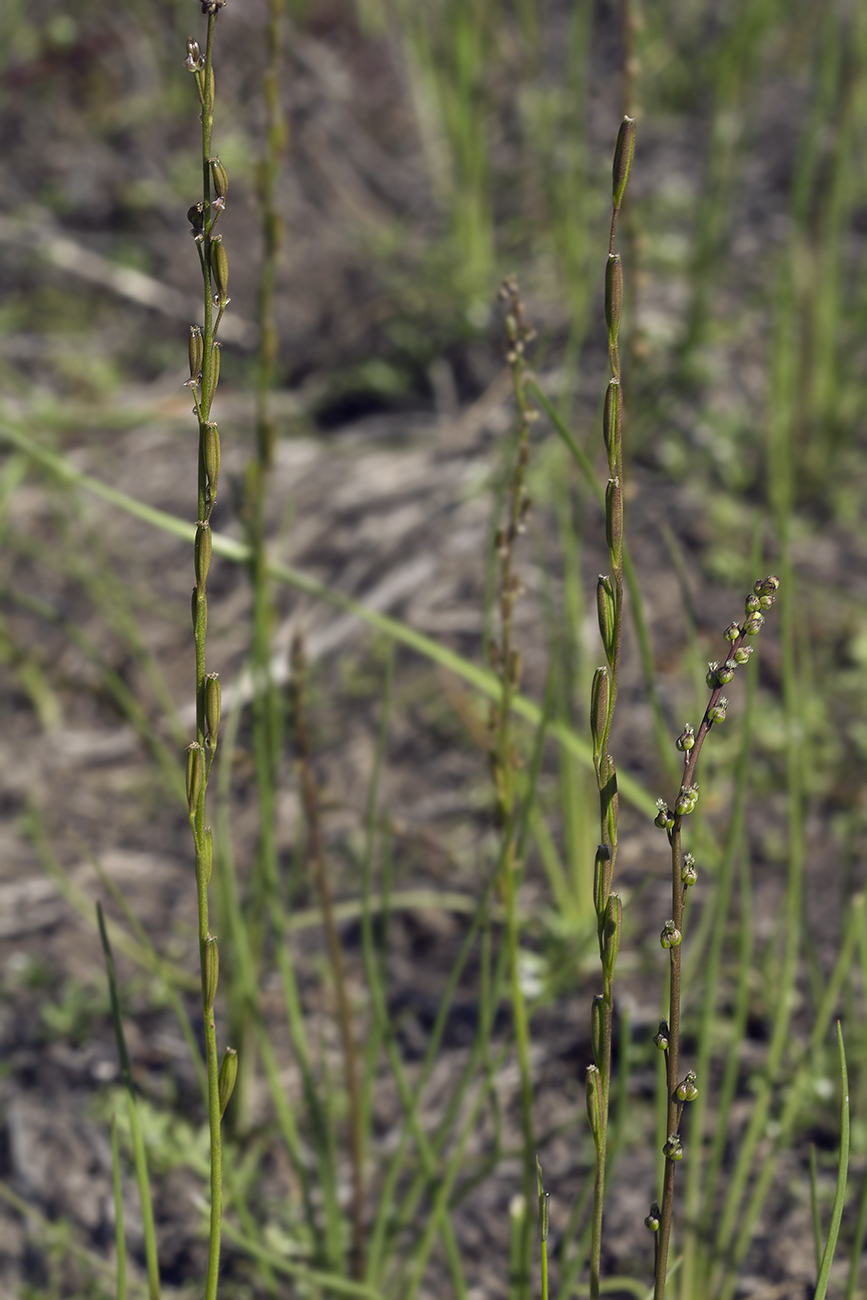 Image of Triglochin palustris specimen.