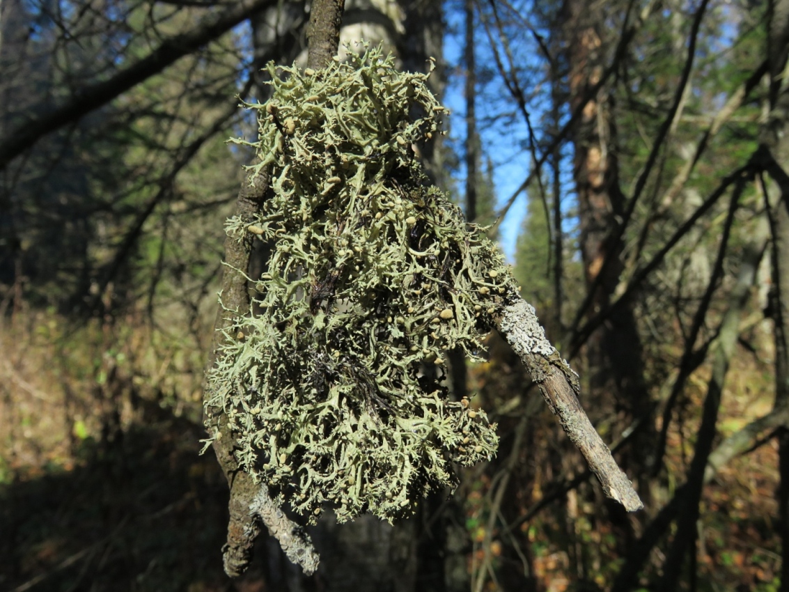 Изображение особи Ramalina vogulica.