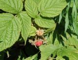 Rubus matsumuranus