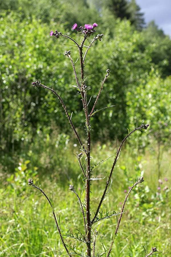 Изображение особи Cirsium palustre.