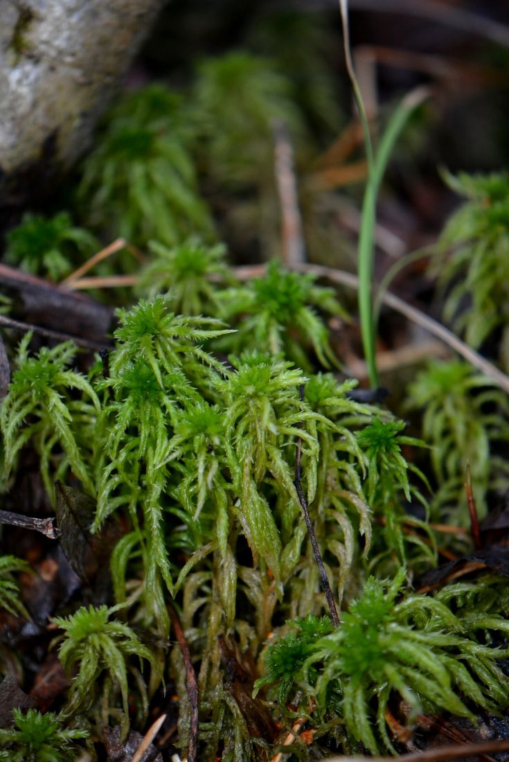 Изображение особи Sphagnum squarrosum.