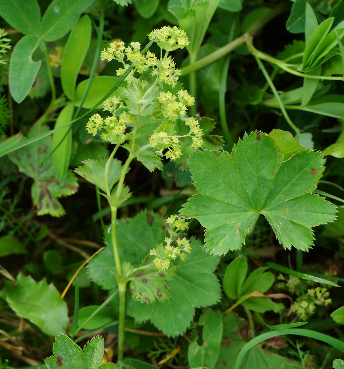 Image of Alchemilla xanthochlora specimen.