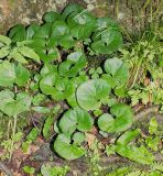 Asarum intermedium