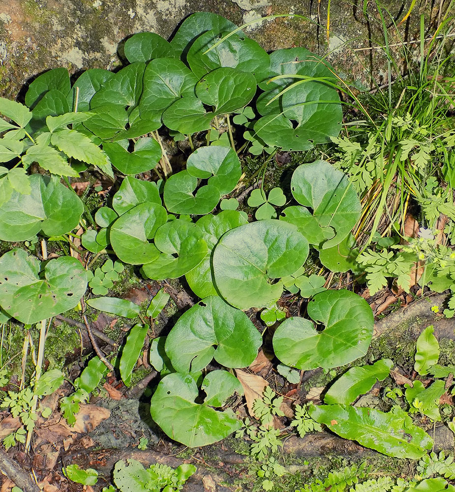 Изображение особи Asarum intermedium.